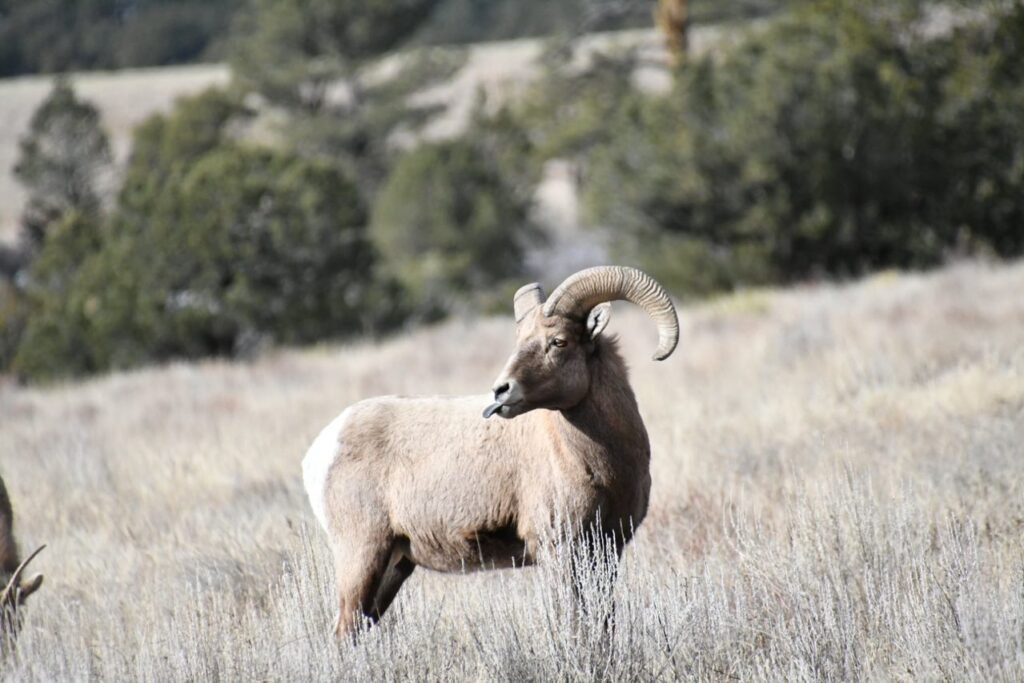 A ram standing in the middle of a field.