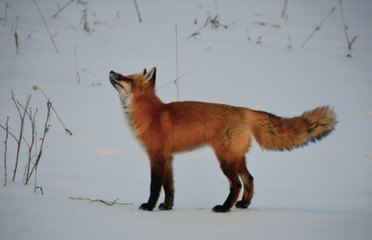 A red fox standing in the snow looking up.