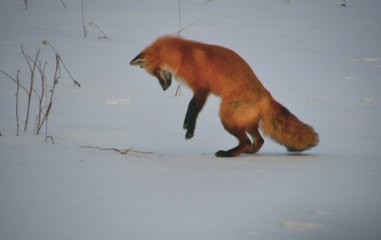 A red fox is walking in the snow.