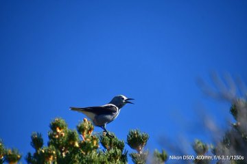 A bird is standing on top of a tree