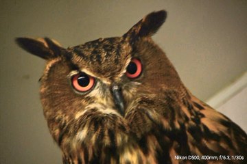 A close up of an owl with red eyes