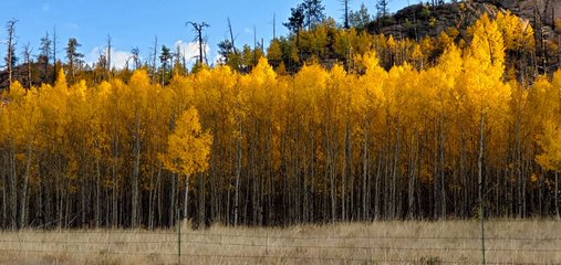 A field with trees in the background and yellow leaves on them.