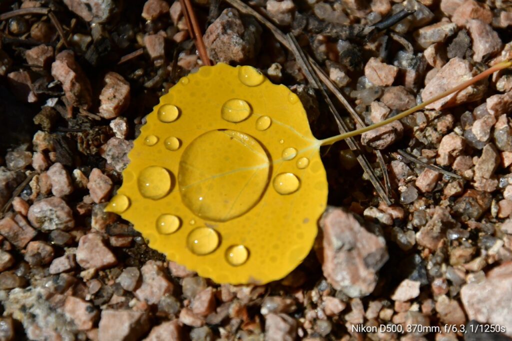 A yellow leaf with water drops on it.