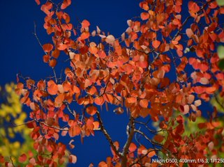 A tree with red leaves in the fall.