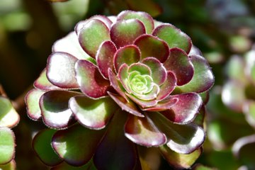 A close up of the top part of a plant