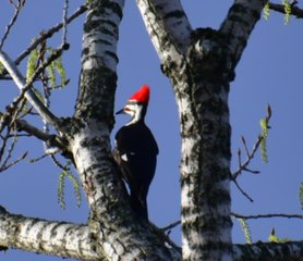 A bird with a red hat perched on top of a tree.