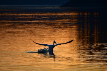 A swan is swimming in the water at sunset.