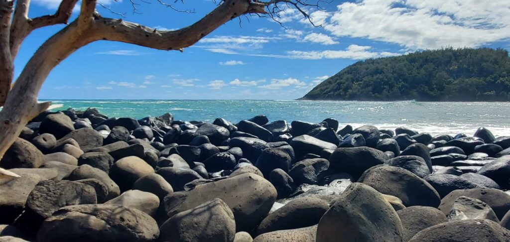 A tree is hanging over the rocks by the water.