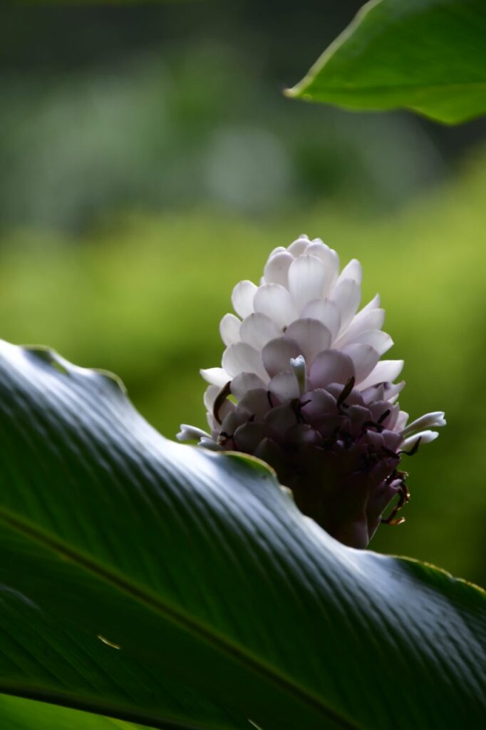 A close up of the flower on a plant