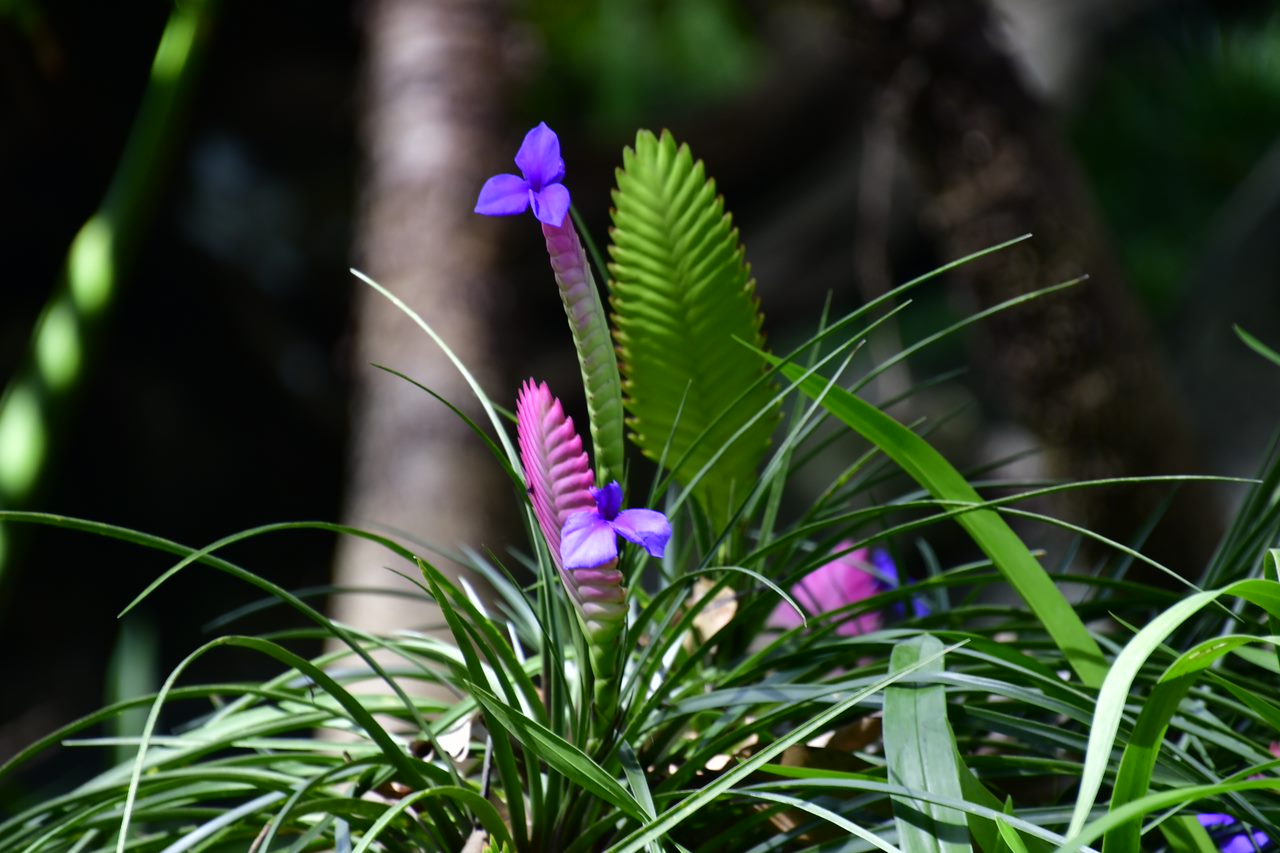 A plant with purple flowers and green leaves.