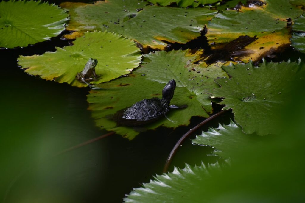 A turtle is swimming in the water among green leaves.