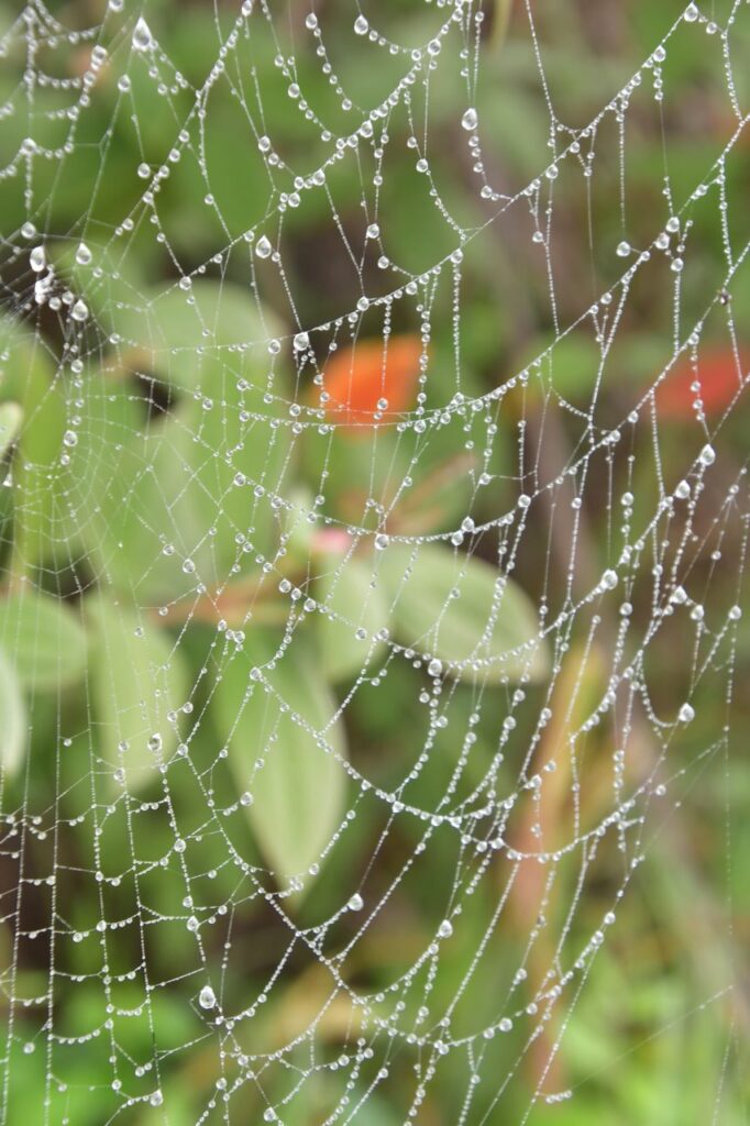 A spider web with dew drops on it.