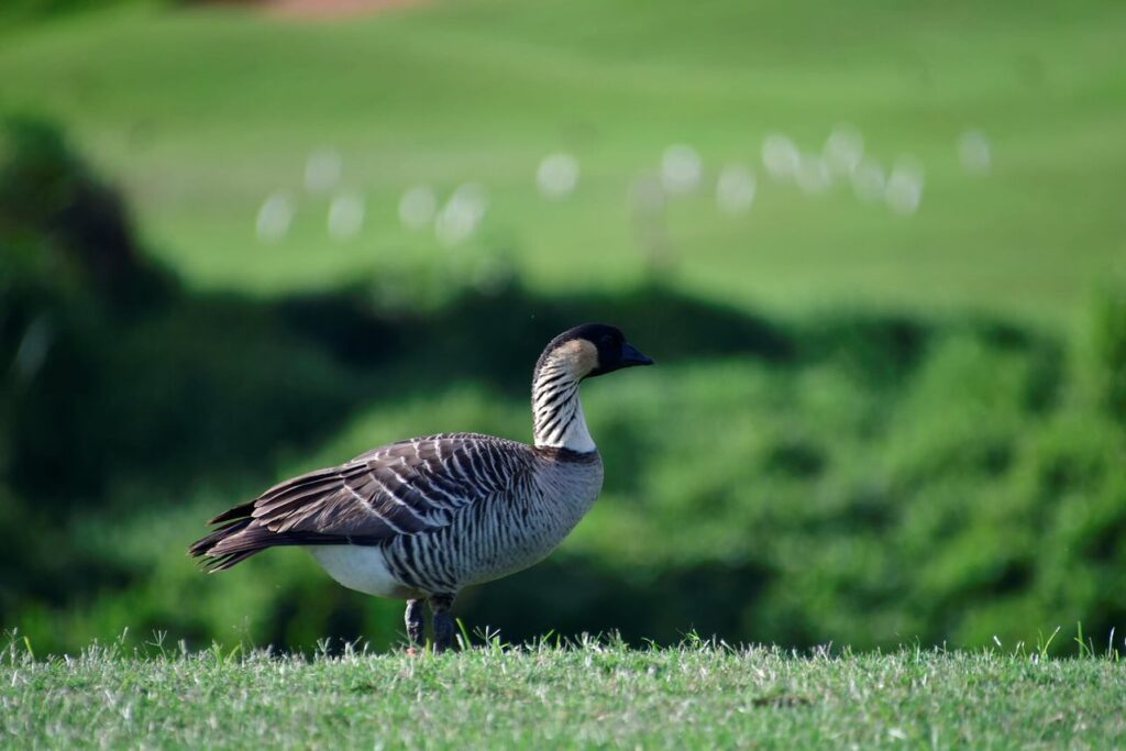 A goose standing on top of a grass covered field.