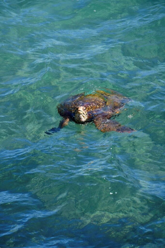 A turtle swimming in the water near some rocks.