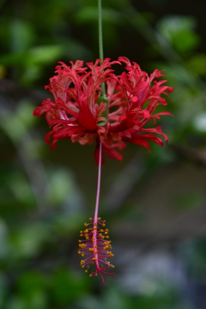 A red flower is hanging from the side of a tree.