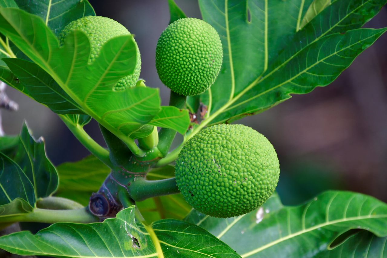 A close up of some green fruit on a tree