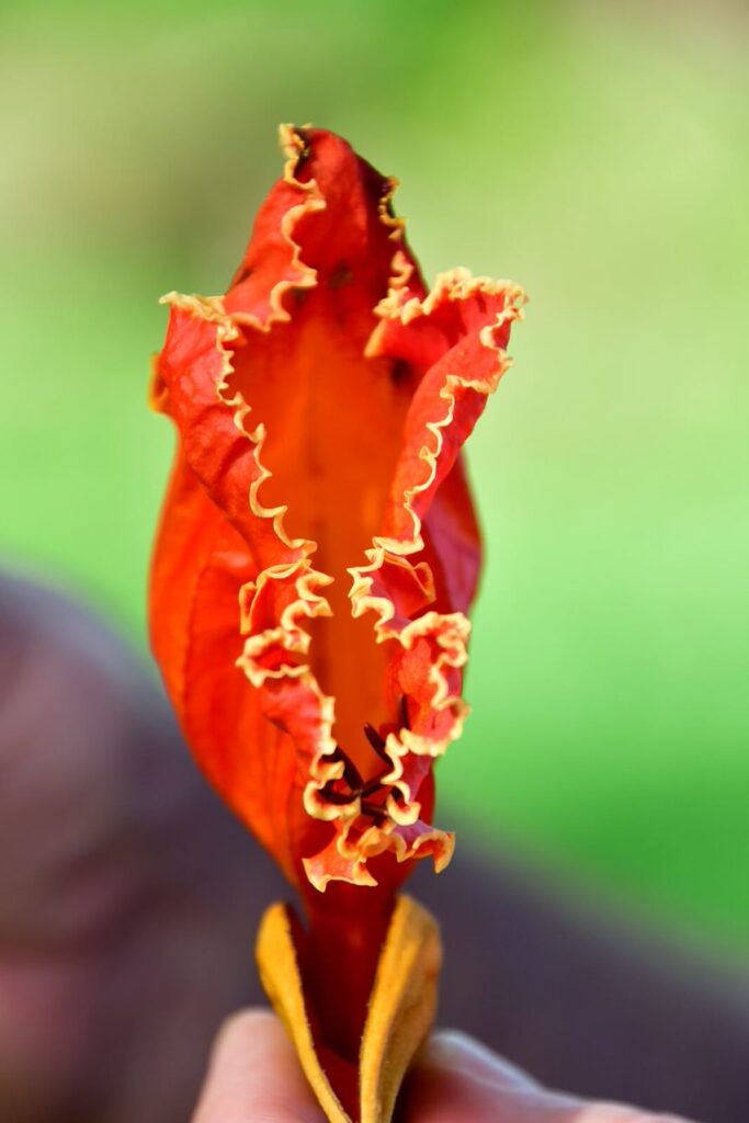 A close up of the flower with red petals