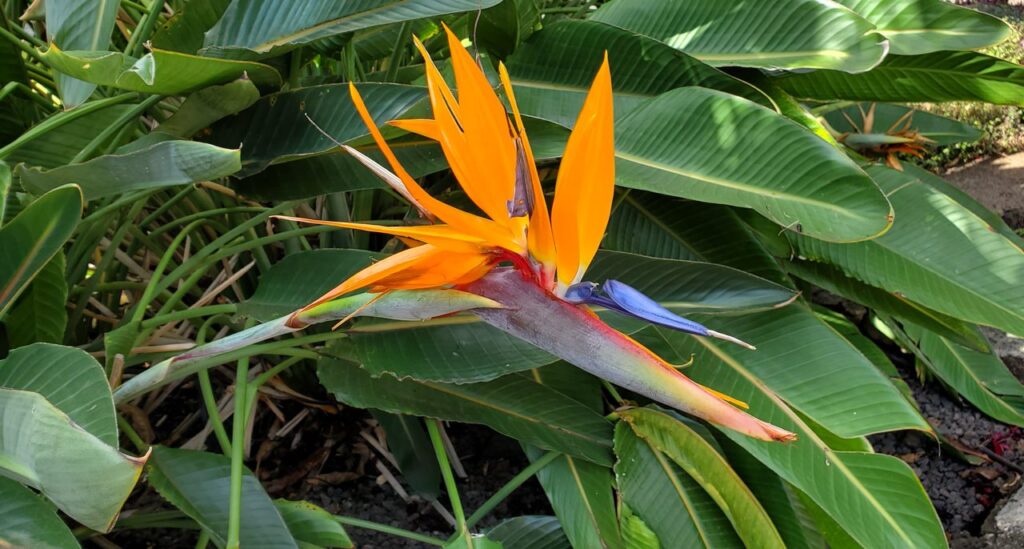 A bird of paradise flower is shown in the wild.