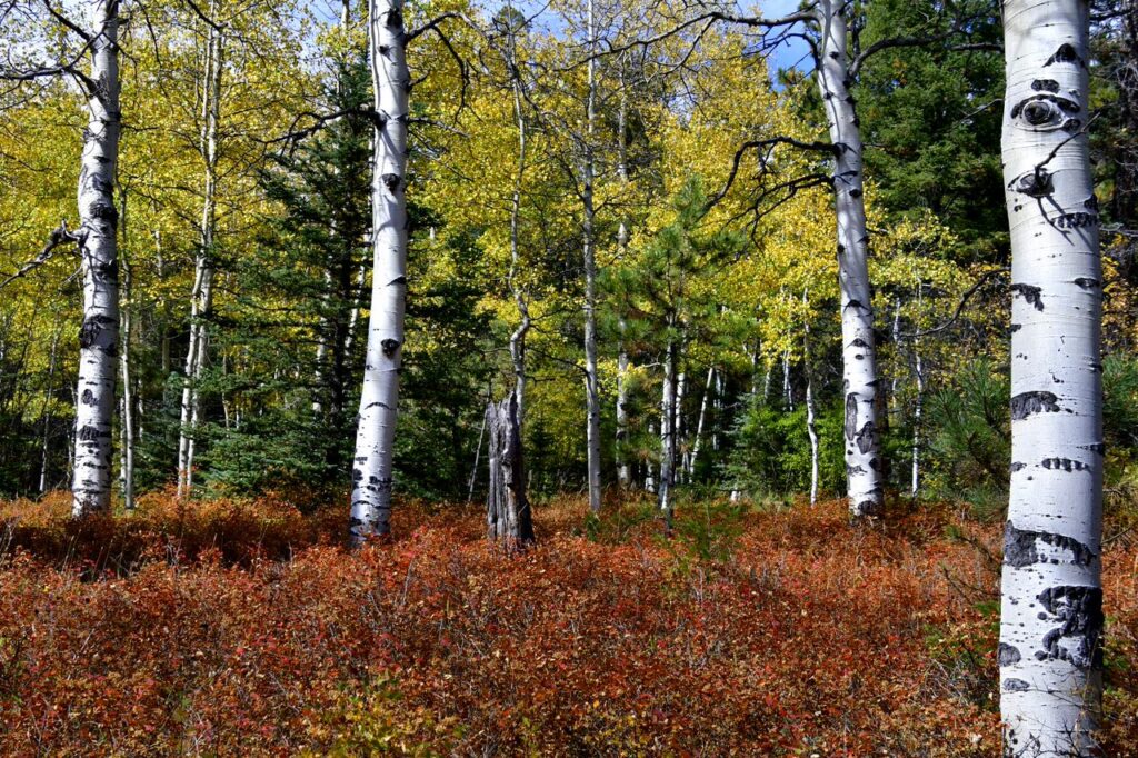 A forest with trees and bushes in the background.