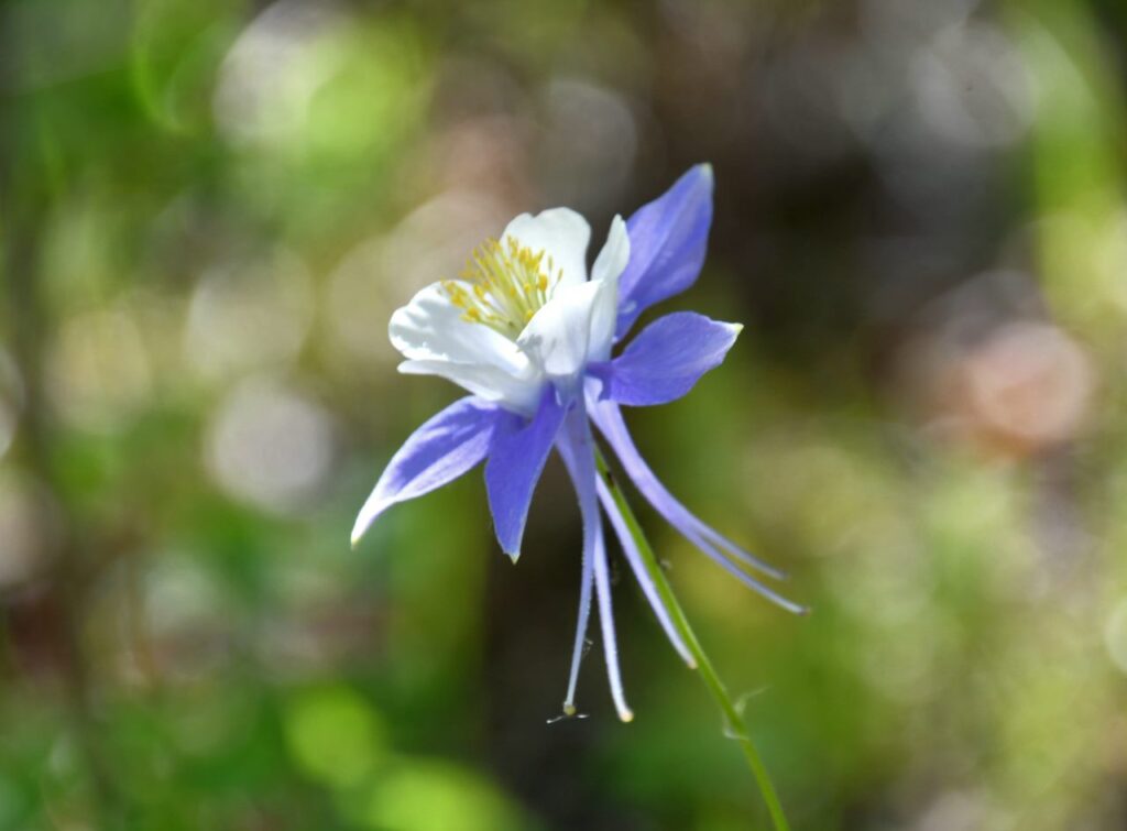 A blue flower with yellow stamen and green leaves in the background.